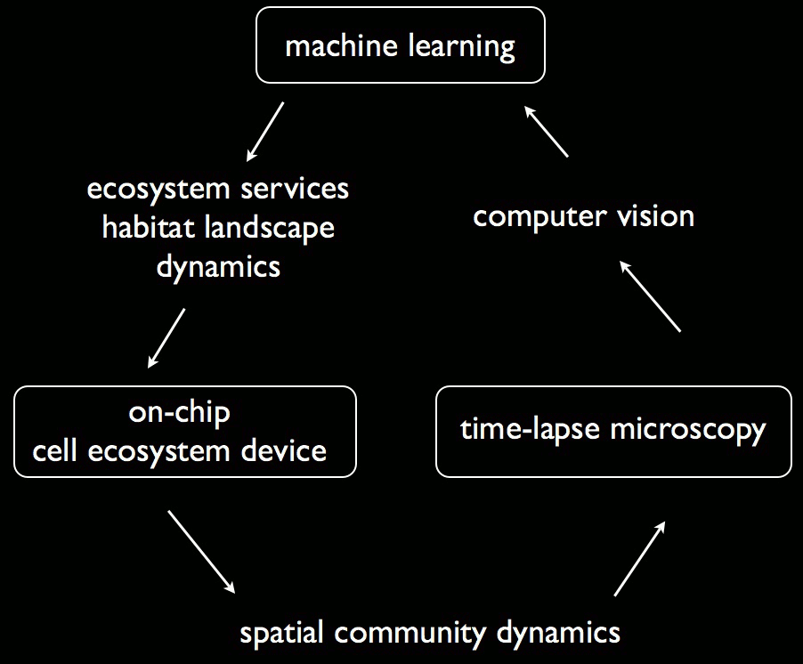 AI Ecosystems