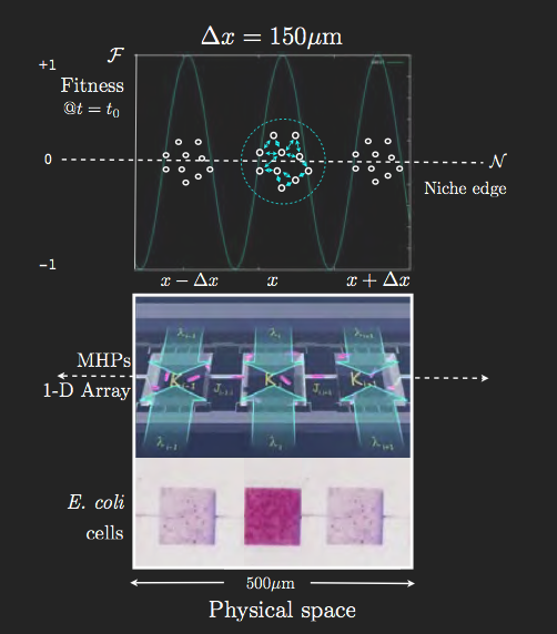 MHP, fitness and the nucleation of cell populations